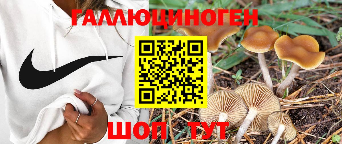 Галлюциногенные грибы прущие грибы Новоалександровск